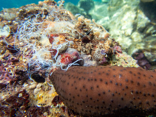 Underwater photography of Sea Cucumber - (Holothuria sanctori) 