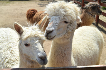 Curious Alpaca Close-Up