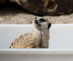 Meerkat Behind White Wall Looking Up