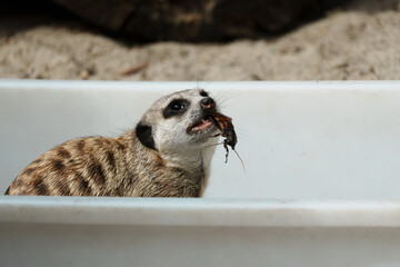 Meerkat Eating Insect