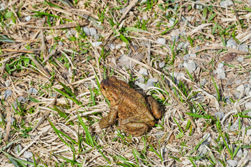 Kröte auf trockenem Gras