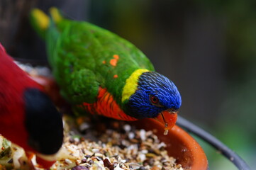 Colorful parrot eating seeds from a bowl in tropical environment, close-up wildlife photo with vibrant feathers and natural light.