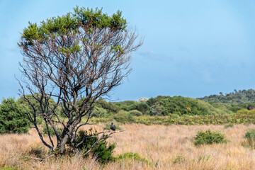 Native Bushland on Wilsons Promontory Peninsula, Victoria, Australia – Remote Wilderness in Coastal National Park