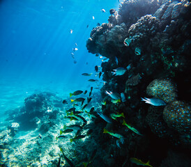 Underwater view of a coral reef with fish and corals.