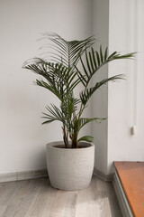 Decorative houseplant in a charming animal-shaped pot, adding warmth, personality, and eco-friendly style to a cozy modern corner space.