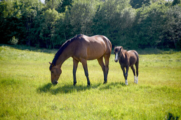 Two horses mare and foal on a meadow or pasture. Rural landscape Sweden