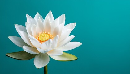 white lotus flower on turquoise background