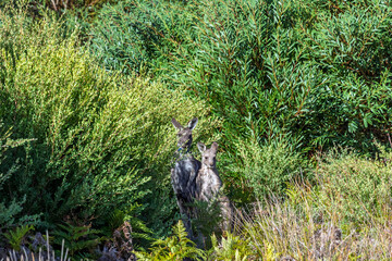 Wild Eastern Grey Kangaroos Grazing in Wilsons Promontory National Park, Victoria, Australia