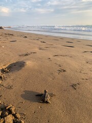 Babyschildkröte