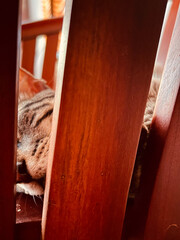 close-up of a wooden chair on which a cat is taking a quiet nap