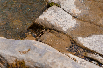 Brown Mountain Frog Camouflaged on Rocks in Clear Stream, Natural Wildlife Photography, Mossy Textured Stone, Woodland Creek Habitat