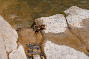 Brown Frog Resting on Rocky Bank of Stream, Nature Wildlife Scene with Mossy Stones, Shallow Water, Outdoor Environmental Habitat.
