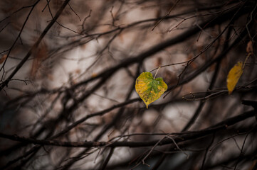 A solitary yellow leaf clings to a bare branch amidst a network of dark twigs, symbolizing autumn's...