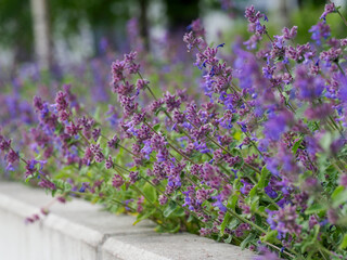 Lavender garden bed with abundant purple flower spikes growing naturally in outdoor herb garden...