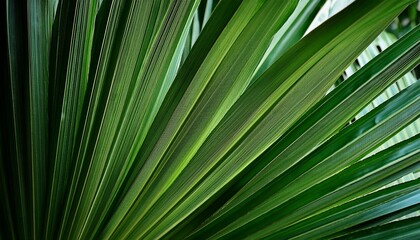 close up of tropical palm leaves