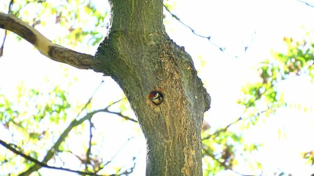 The great spotted woodpecker (Dendrocopos major) The chick squeaks and asks for food.