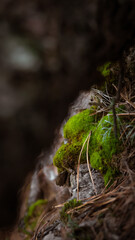 Close-up of pine tree bark with moss and pine needles
