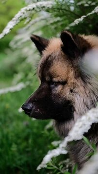 9:16 Video eines Eurasiers auf einer Fr&uuml;hlingswiese, der in Zeitlupe ruhigen Blickkontakt zur Kamera aufbaut. Ideal f&uuml;r Layouts mit Copy Space und gezielte Bildkompositionen.