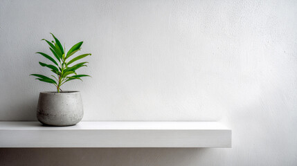 Modern plant decor on minimalist shelf in bright interior space