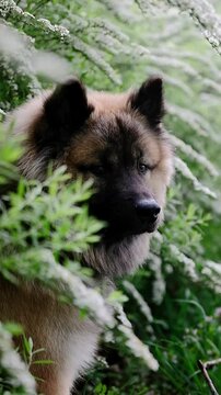 Hund baut Blickkontakt auf &ndash; ruhiger, aufmerksamer Eurasier in Zeitlupe in Fr&uuml;hlingshecke