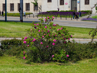 Vibrant pink flowering bushes create natural border along green lawn near historic fortress walls