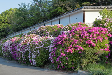 京都　伏見桃山城のツツジ