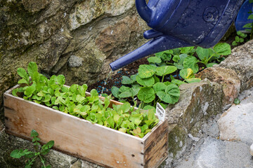 person watering green leafy vegetables in a raised garden bed using a blue plastic watering can. The scene shows hands holding the can, with water pouring onto the plants.