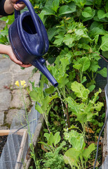 person watering green leafy vegetables in a raised garden bed using a blue plastic watering can. The scene shows hands holding the can, with water pouring onto the plants.