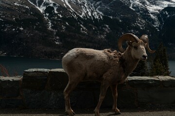 Big horn sheep on the Going to the Sun Road 