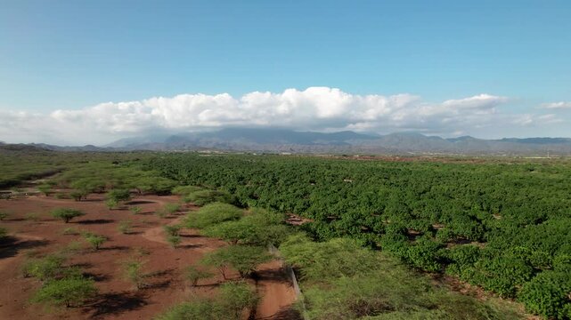 Selva tropica las tablas perabia republica dominicana