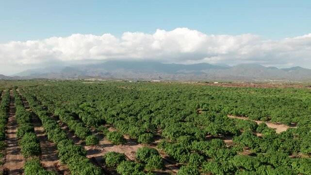 Selva tropica las tablas perabia republica dominicana