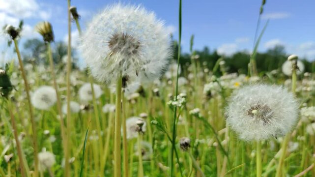 White dandelions