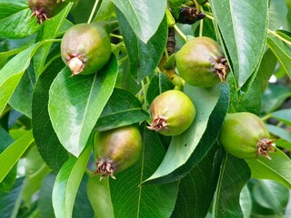 Small unripe pear fruits hanging on branch on a sunny summer day. Selective focus