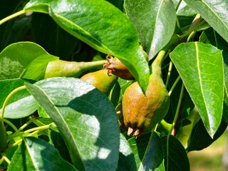 Some unripe pears growing on tree branch in a garden, selective focus