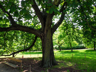 Large old tree with spreading branches creating natural canopy in summer city park