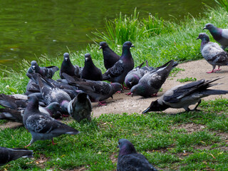 Group of pigeons resting and socializing on park pathway beside lush green grass creating peaceful...