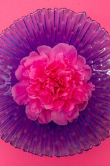 Pink peony on a blue glass background