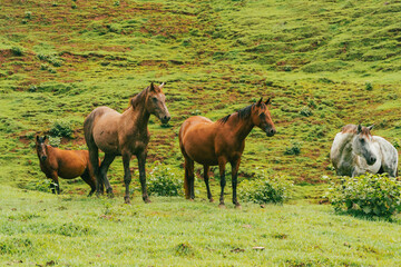 Beautiful horses in the middle of the field in Tamesis, Antioquia, Colombia.