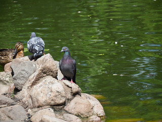 Group of pigeons resting on large stones beside calm green pond water