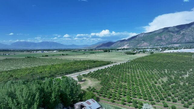 Aerial farm fruit orchard Utah mountain valley pull 2 4K. Orchard, farms and rural ranch property. Lake used for irrigation and recreation. Rural landscape in mountain valley. Agricultural. 