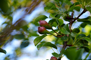 young pear fruit
