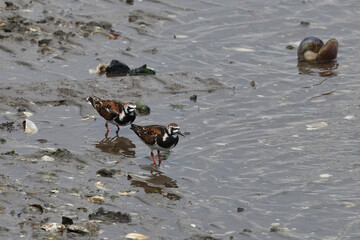 The ruddy turnstone (Arenaria interpres) is a small cosmopolitan wading bird.