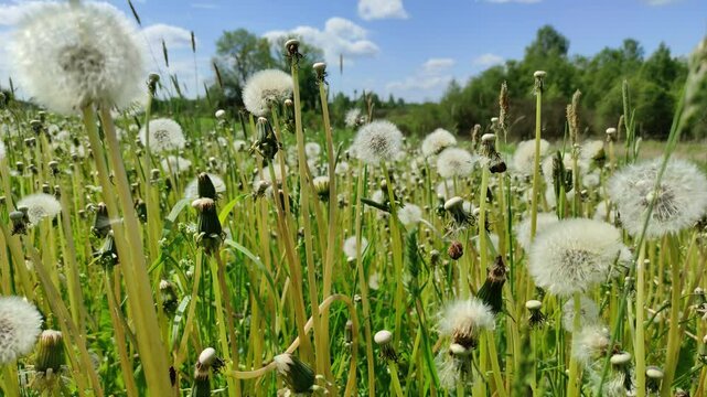 White dandelions