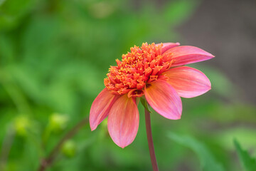 Dahlie