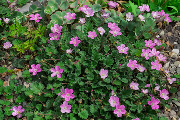  Reiherschnabel (Erodium)