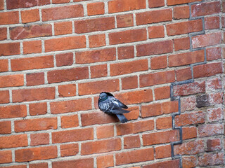 Single pigeon perched on weathered red brick medieval wall showing urban wildlife in historic...
