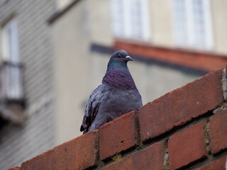 Urban pigeon perched on weathered brick wall edge showing detailed feather texture and city wildlife behavior