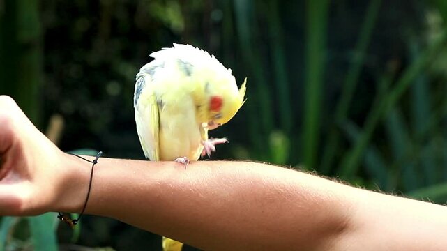 Cute Cockatiel bird grooming itself on a human hand
