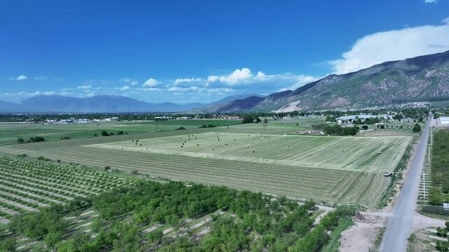 Aerial farm fruit orchard Utah mountain valley pull fast 4K. Orchard, farms and rural ranch property. Lake used for irrigation and recreation. Rural landscape in mountain valley. Agricultural. 