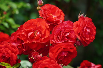picture of red roses